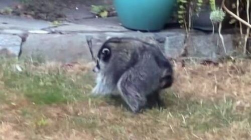 Jimothy the Raccoon