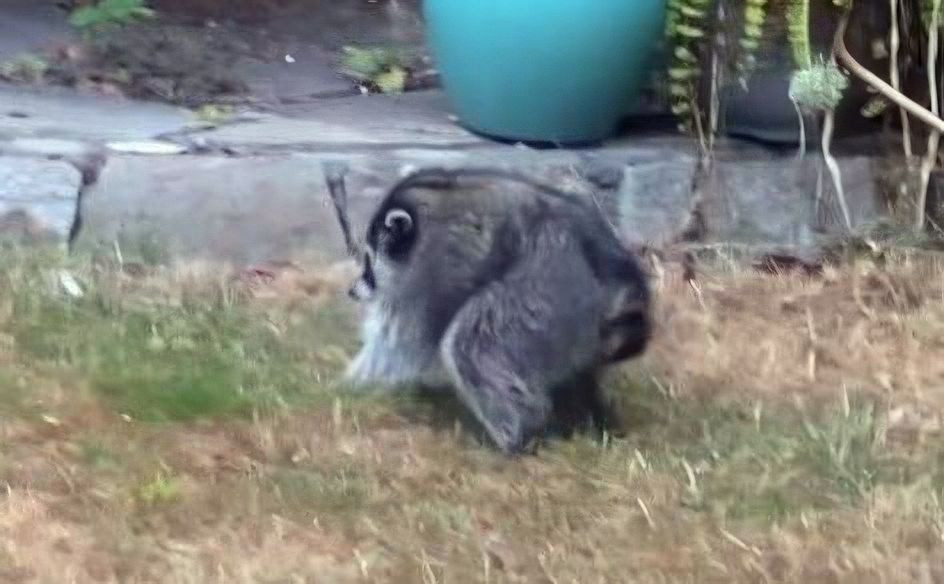 Jimothy the Raccoon