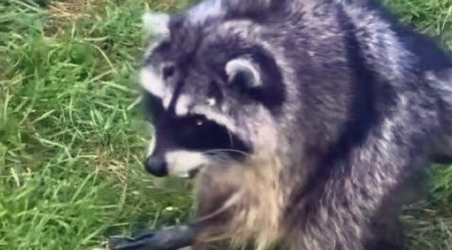 Jimothy the Raccoon